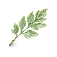 Artemisia