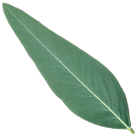 Eucalyptus