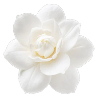 Gardenia