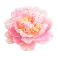 Peony