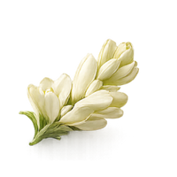 Tuberose