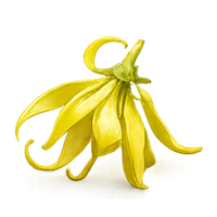 Ylang-Ylang