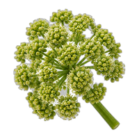 Angelica