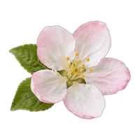 Apple Blossom