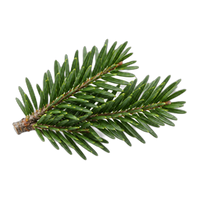 Balsam Fir