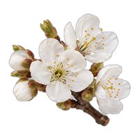 Blossom