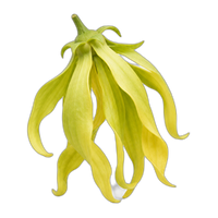 Cananga