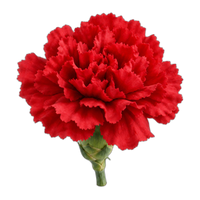 Carnation