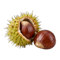 Chestnut
