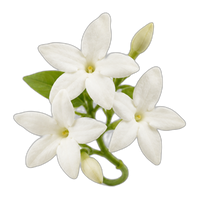 Chinese Imperial Jasmine