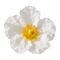 Cistus