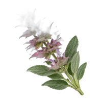 Clary sage