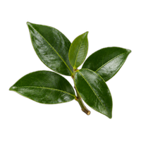 Clove Leaves