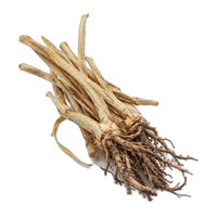 Cyperus Scariosus