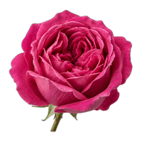 Damask rose