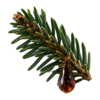 Fir Balsam Absolute