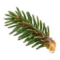 Fir Resin