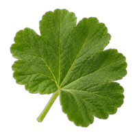 Geranium leaf