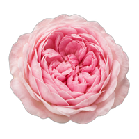 Grasse rose