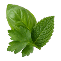 Green Leaves