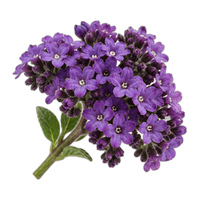 Heliotrope