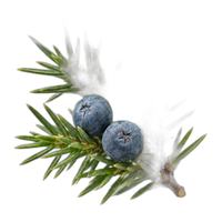 Juniper