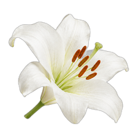 Lily