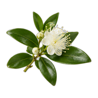 Myrtle