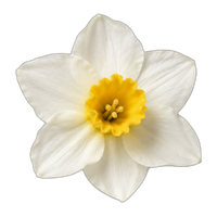 Narcissus