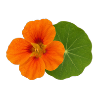 Nasturtium