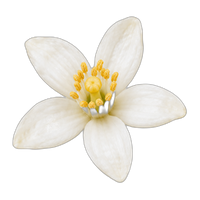 Neroli