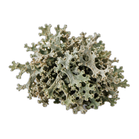 Oakmoss