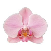 Orchid