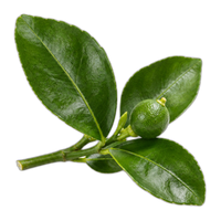 Paraguayan Petitgrain