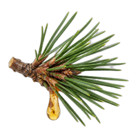 Pine resin