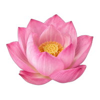 Pink Lotus Blossom