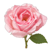 Rose de Mai