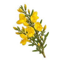 Spanish broom