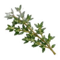 Thyme