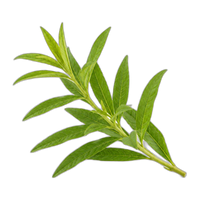 Verbena