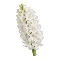 White Hyacinths